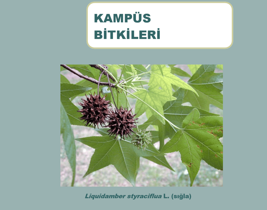 Kampüs Bitkileri kitapçığı
